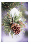 First Snow Clinging to Pine Cone by Anonymous