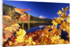 Fall Colors at Trillium Lake by Anonymous