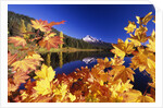 Fall Colors at Trillium Lake by Anonymous