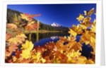 Fall Colors at Trillium Lake by Anonymous