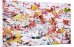 Autumn Snow by Anonymous