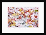 Autumn Snow by Anonymous
