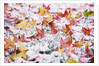 Autumn Snow by Anonymous