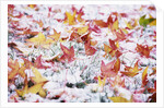 Autumn Snow by Anonymous