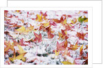 Autumn Snow by Anonymous