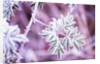 Frost on Bush by Anonymous