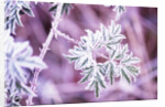 Frost on Bush by Anonymous