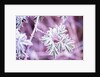Frost on Bush by Anonymous