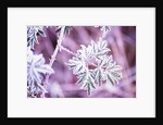 Frost on Bush by Anonymous