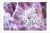 Frost on Bush by Anonymous
