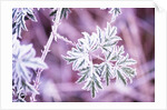 Frost on Bush by Anonymous