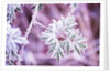 Frost on Bush by Anonymous