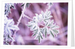Frost on Bush by Anonymous