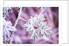 Frost on Bush by Anonymous