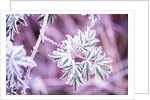 Frost on Bush by Anonymous