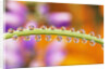 Water Drops on Stem by Anonymous