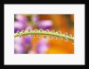 Water Drops on Stem by Anonymous