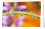 Water Drops on Stem by Anonymous