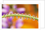 Water Drops on Stem by Anonymous