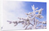 Frost on Tree Branches by Anonymous