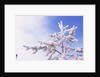 Frost on Tree Branches by Anonymous