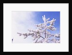 Frost on Tree Branches by Anonymous