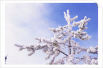 Frost on Tree Branches by Anonymous