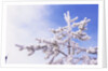 Frost on Tree Branches by Anonymous
