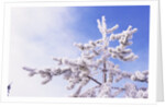 Frost on Tree Branches by Anonymous