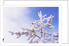 Frost on Tree Branches by Anonymous