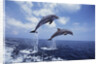 Bottlenose Dolphins Jumping by Anonymous