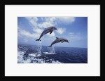 Bottlenose Dolphins Jumping by Anonymous
