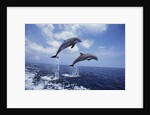 Bottlenose Dolphins Jumping by Corbis