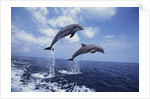 Bottlenose Dolphins Jumping by Anonymous