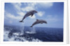 Bottlenose Dolphins Jumping by Corbis