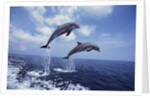 Bottlenose Dolphins Jumping by Anonymous