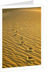 Footprints in Sand Dunes by Anonymous