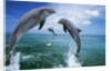 Dolphins Jumping in Ocean by Anonymous