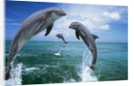 Dolphins Jumping in Ocean by Corbis