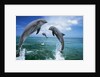 Dolphins Jumping in Ocean by Anonymous