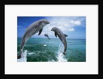 Dolphins Jumping in Ocean by Anonymous