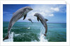 Dolphins Jumping in Ocean by Anonymous