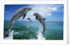 Dolphins Jumping in Ocean by Anonymous