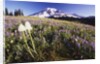 Flowers and Mt. Rainier by Anonymous