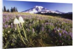 Flowers and Mt. Rainier by Anonymous