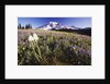 Flowers and Mt. Rainier by Anonymous