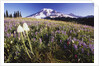 Flowers and Mt. Rainier by Anonymous