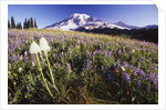 Flowers and Mt. Rainier by Anonymous
