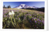 Flowers and Mt. Rainier by Anonymous