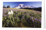 Flowers and Mt. Rainier by Anonymous